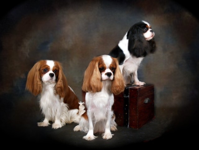 Redbud Cavalier King Charles Spaniels